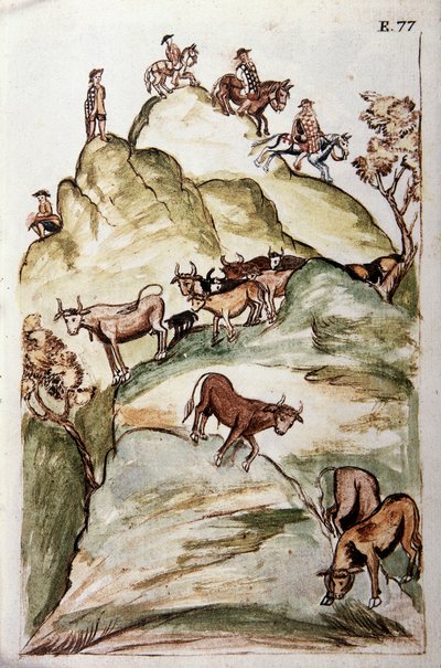 Les gardiens de vaches encerclant un groupe de vaches dans les montagnes pour les attraper, du livre "Trujillo del Peru" ou "Codex Martínez Compañón", par Baltazar Martinez Compañón y Bujanda, évêque de Trujillo (1782-1785) - Unknown artist