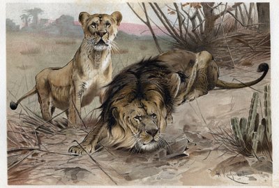 Le lion (Panthera leo) - gravure de 