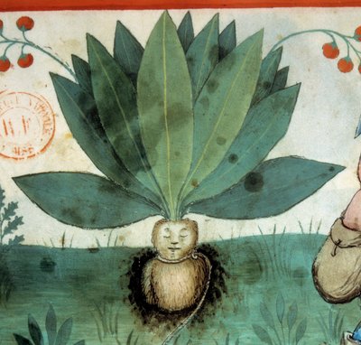 La mandragore - Unknown artist