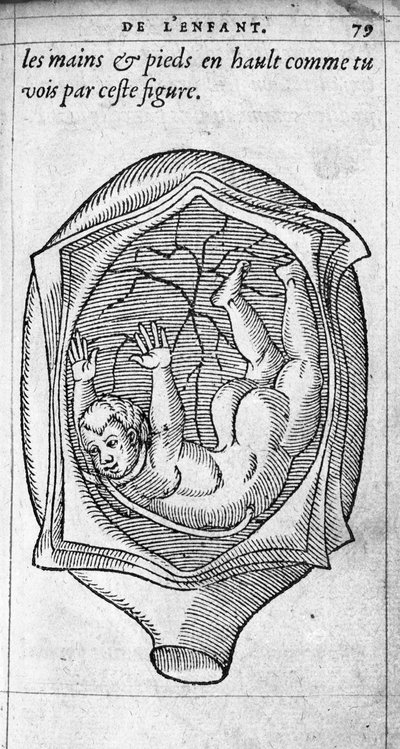 Position du fœtus dans l