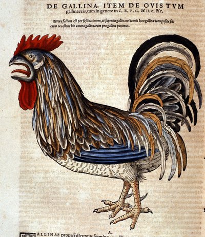 Le coq d