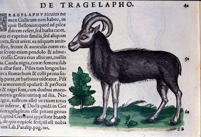 Le mouton dans Historia Animalium par Conrad Gesner (1516 - 1565), Tiguri - Unknown artist