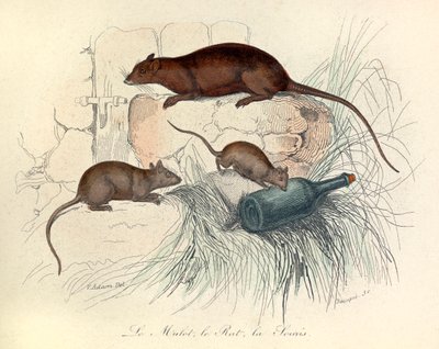 Trois animaux : la souris, le rat et la taupe, classés selon la nomenclature de Linné et Cuvier (gravure) - Unknown artist