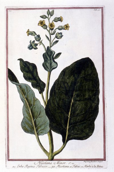 Plante de tabac (Nicotiana Minor). Planche botanique d