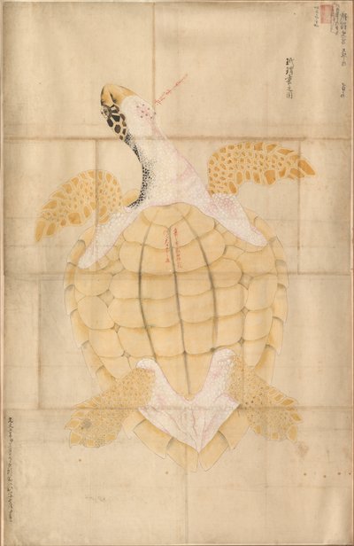 Tortue - Unknown artist