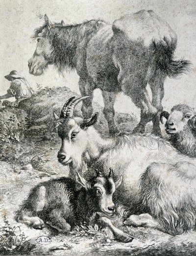 Cheval de trait, chèvre, bouc et bélier - gravure - Unknown artist