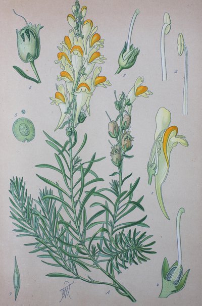 Linaire commune (Linaria), espèce végétale du genre - Unknown artist