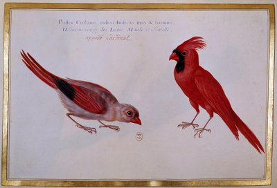 Deux oiseaux cardinaux, moineau rouge des Indes. Planche ornithologique du 18ème siècle. Paris, B.N. - Unknown artist
