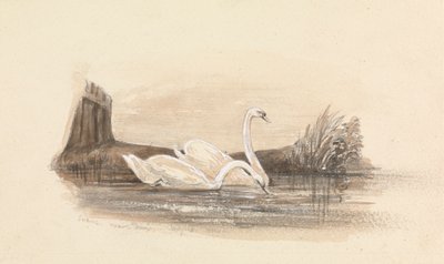 Deux cygnes sur un lac - Unknown artist
