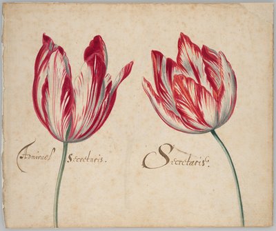 Deux tulipes (recto) ; une tulipe (verso) - Unknown artist