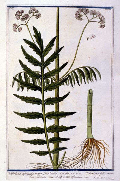La valériane. Gravure du 18ème siècle - Unknown artist