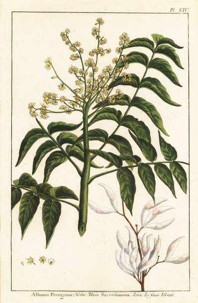 Arbre à vernis, Ailanthus altissima, ou arbre à cire, Rhus succedanea - Unknown artist