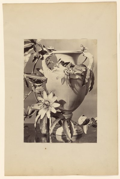 [Vase avec fleurs de la passion] - Unknown artist