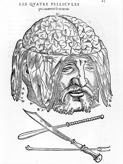 Walter Hermann Ryff : description anatomique de toutes les parties du corps humain : le cerveau. Paris 1545 - Unknown artist