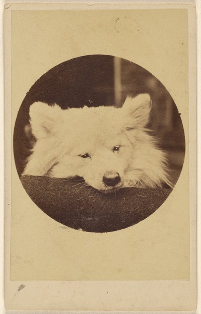 [Chien blanc avec le menton sur un coussin] - Unknown artist
