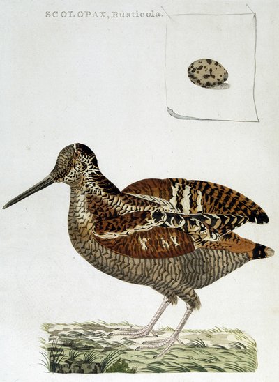Bécasse et œuf (scolopax rusticola) - gravure - Unknown artist