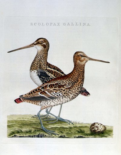 Bécasses et œuf (scolopax gallina) - gravure - Unknown artist