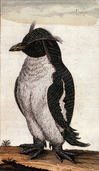 Planche zoologique représentant un oiseau Diomedea de la famille des albatros. Gravure du 18ème siècle - Unknown artist