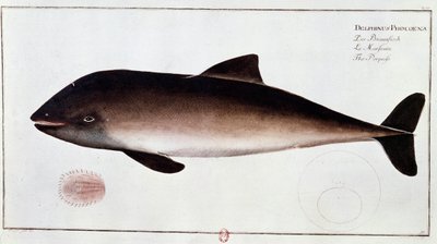 Zoologie : planche représentant un marsouin - Unknown artist