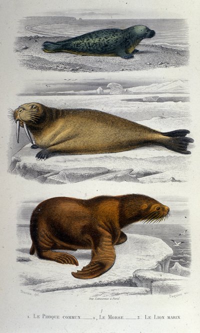 Planche de zoologie représentant un phoque, un morse et un lion de mer. XIXe siècle - Unknown artist