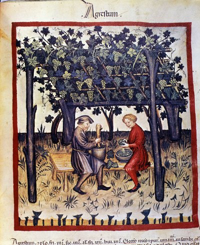 Pressage des raisins au moment de la récolte. Enluminure du « Tacuinum sanitatis » - Unknown artist