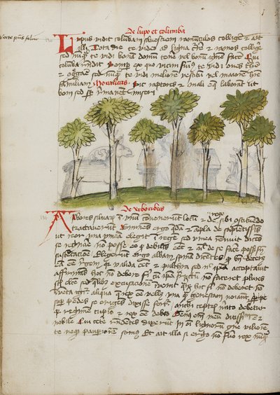 Une forêt - Unknown artist/maker