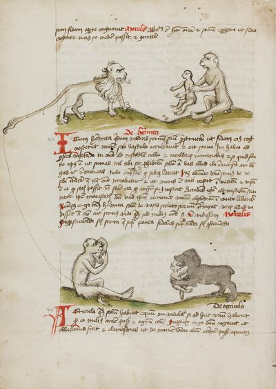 Un lion avec un singe et son petit ; un singe ; un ours mangeant un jeune singe - Unknown artist/maker