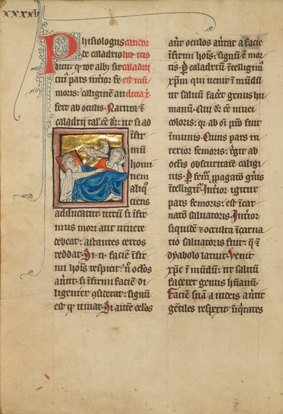 Oiseaux de Caladrius - Unknown artist/maker