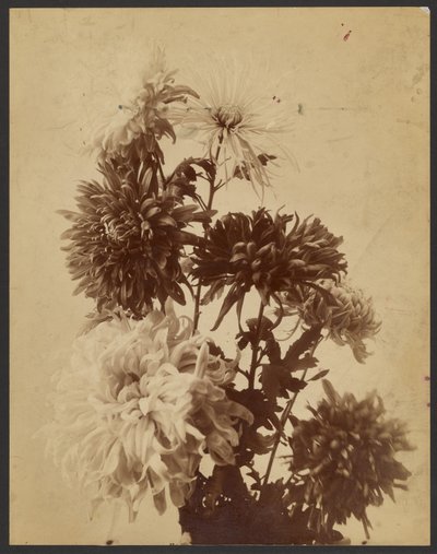 [Chrysanthèmes] - Unknown artist/maker