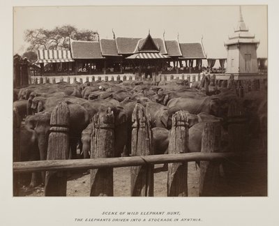 Photographie dans un album photo - Unknown photographer