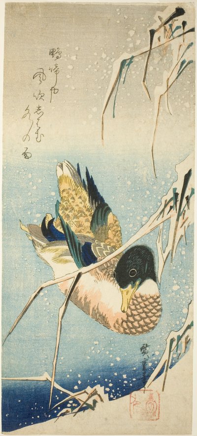 Un Canard Sauvage Nageant près d