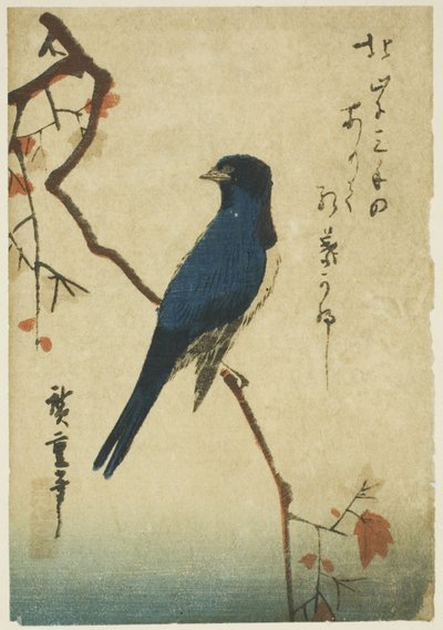 Oiseau bleu sur une branche d