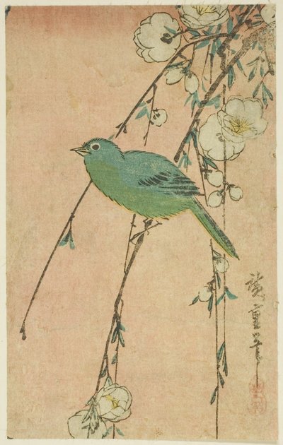 Oeil blanc japonais et cerisier pleureur - Utagawa Hiroshige