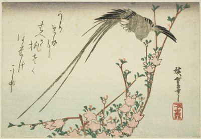 Oiseau à longue queue et fleurs de pêcher - Utagawa Hiroshige