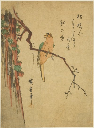 Ara sur un arbre couvert de lierre - Utagawa Hiroshige