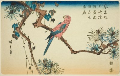 Ara sur une branche de pin - Utagawa Hiroshige