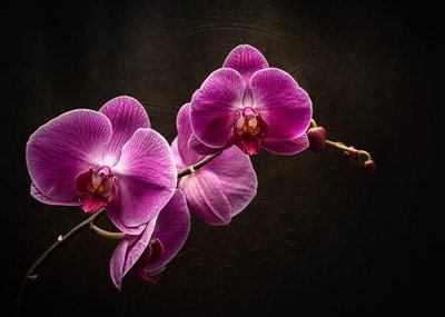 La splendeur de l