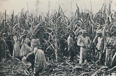 Une plantation de canne à sucre, 1916 - Valentine and Sons Ltd