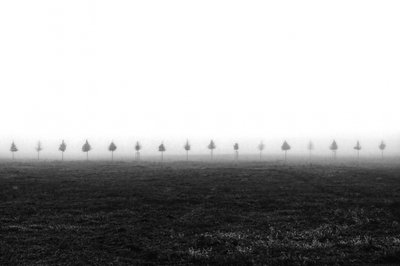 Les arbres de Misty Field - Vanja Tajnsek