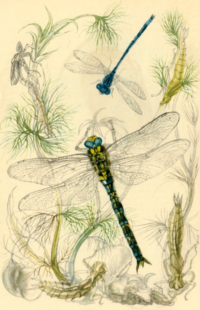 Demoiselles, libellules et escargots d
