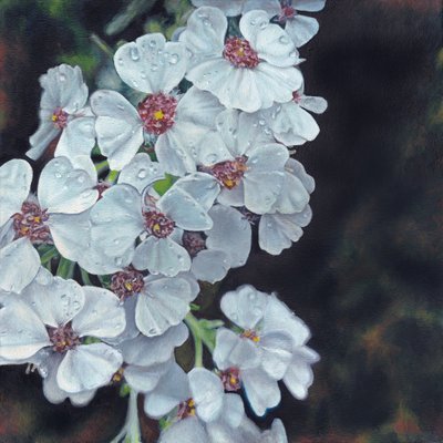 Fleurs blanches baignées de rosée - Viccy Wanliss