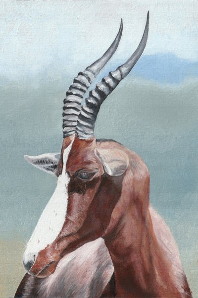 La majestueuse antilope blesbok - Viccy Wanliss