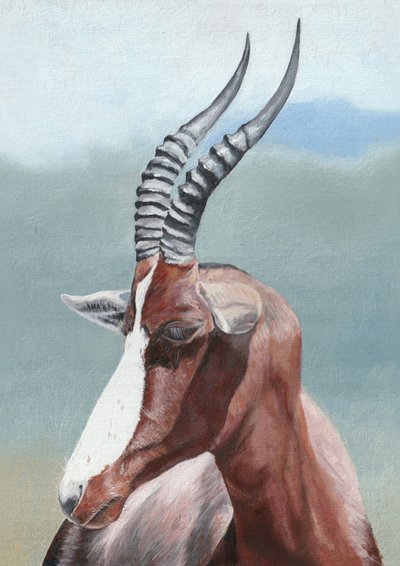 Le regard serein du blesbok - Viccy Wanliss