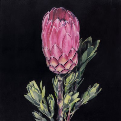 Une protéa rose éclatante - Viccy Wanliss