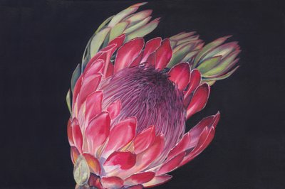 Une fleur de protéa éclatante - Viccy Wanliss