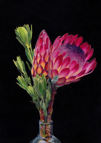 Une fleur de protéa éclatante - Viccy Wanliss