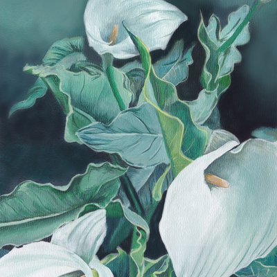 Callas blanches - Viccy Wanliss