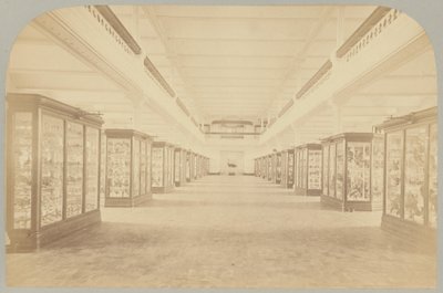 Pl. III. Histoire principale : Oiseaux - Victor Prevost, Gaston L. Feuardent and Co., New York