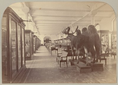 Pl. II. Étage inférieur : Mammifères - Victor Prevost, Gaston L. Feuardent and Co., New York