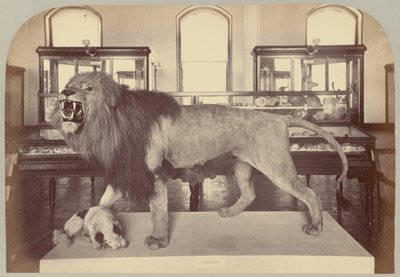 Lion africain - Victor Prevost, Gaston L. Feuardent and Co., New York